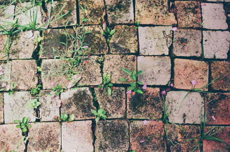 vintage floor in yardの写真素材