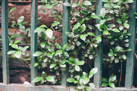 iron fences in gardenの写真素材