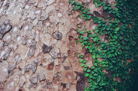 Green creeper on wood trunkの写真素材