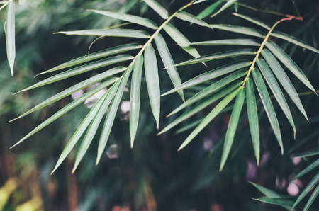 Beauty bamboo branches downsの写真素材