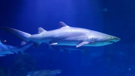 Shark, Melbourne Australiaの素材