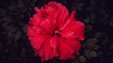 Pink flower backgroundの写真素材