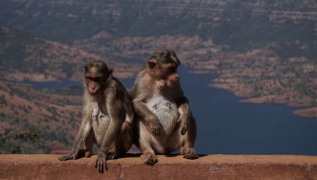 A couple monkeying around...のeditorial素材