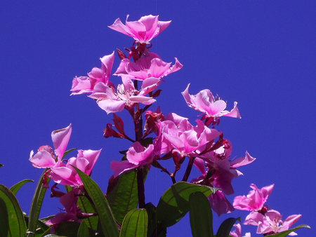 Beautiful closeup of pink flowers in deep blue sky