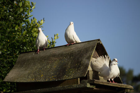 Dove s in houseの写真素材