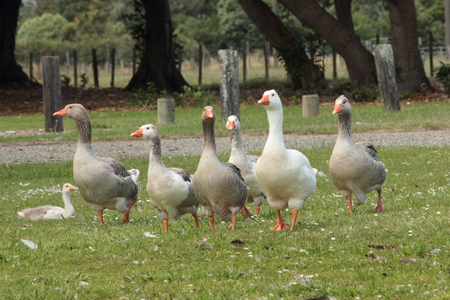 Gaggle of Geeseの写真素材