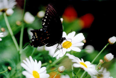 Butterflyの写真素材