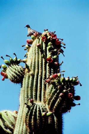 White Winged Doveの写真素材