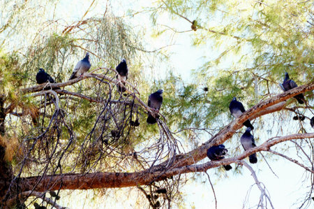 Pigeonsの写真素材