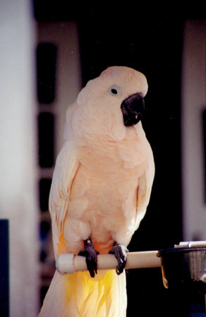 Parrot