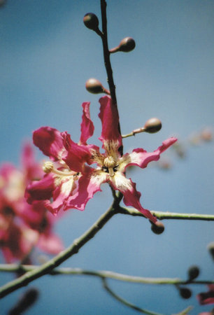 Spring Blossom