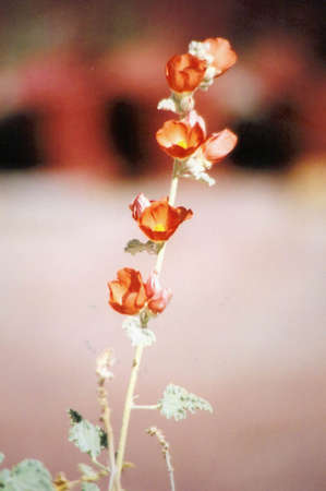 Orange Marshmellow Buttercupの写真素材