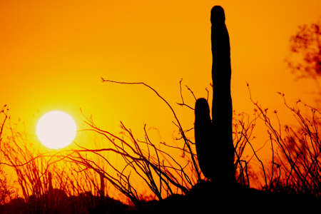 Mexico Sunsetの写真素材