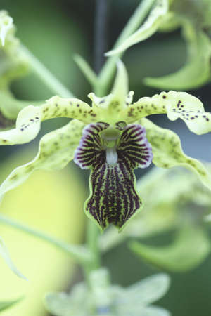 Orchidの写真素材