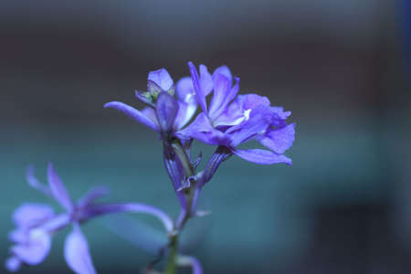 Orchidの写真素材