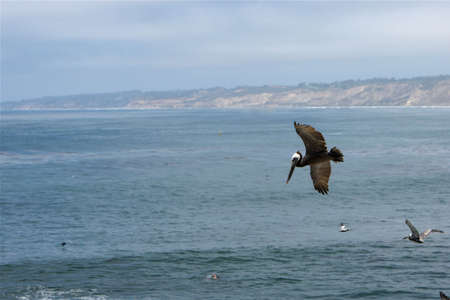 Bird In Flightの写真素材