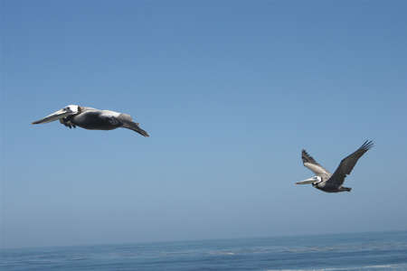 Birds In Flightの写真素材