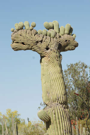 Crown Cactusの写真素材