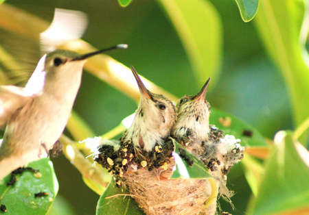 Mother Humming Bird Feeding her Babiesの写真素材