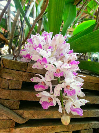 White and purple orchidの素材