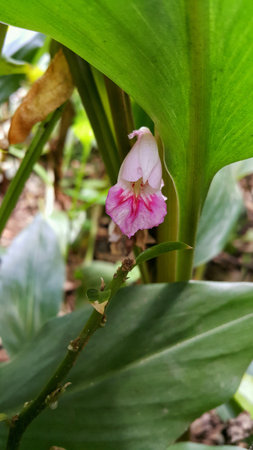 Pink flowerの素材