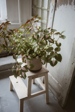 Green plant in clay pot on wooden stand in front of old wooden door in beautiful rustic studioの写真素材