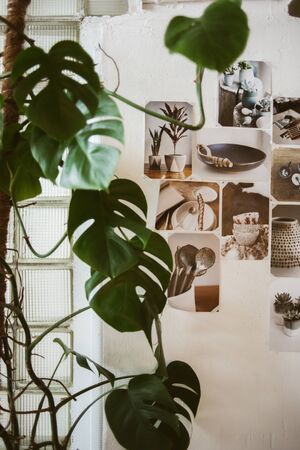 Beautiful decorated wall with photos of ceramic ware and big green plant on foregroundの写真素材