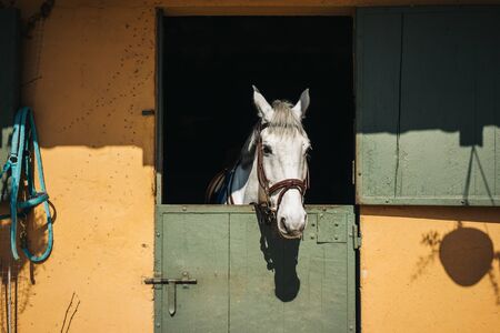 White horse looks throw window of stable with green door and yellow wall on ranchの写真素材