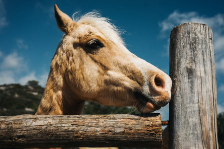 Beige beautiful horse stands in pen outside in riding school, close up viewの写真素材