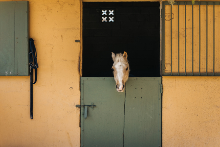 Beige and white pony looks throw window of stable with green door and yellow wall on ranchの写真素材