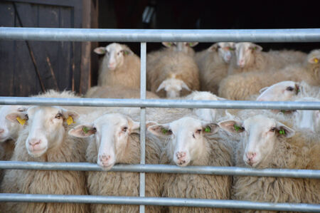 Sheep at the sheepfoldの写真素材