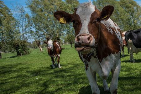 Brown cows in a Dutch meadowのeditorial素材