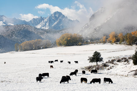 Snow on Mt. Sneffels in the San Juan mountains near Telluride, Coloradoの写真素材