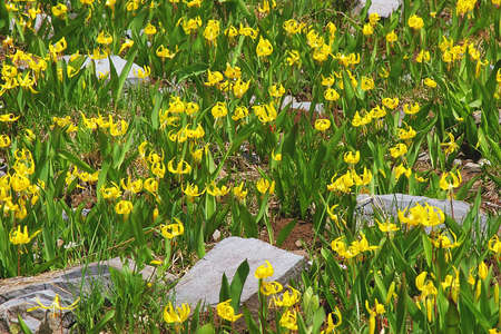 Glacier Lillies in the Colorado Rocky Mountainsの写真素材