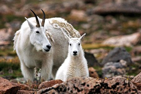 Mountain Goats on Mt. Evans near Denver, Coloradoの写真素材