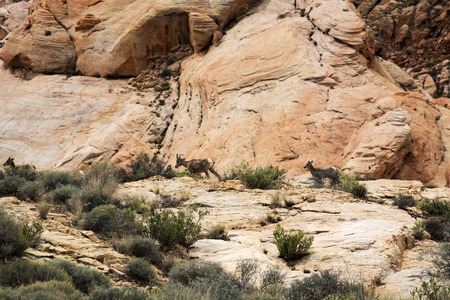 Desert Big Horn Sheep at scenic Valley of Fire State Park near Las Vegas, Nevadaの写真素材