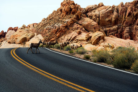 View from scenic Valley of Fire State Park near Las Vegas, Nevadaの写真素材