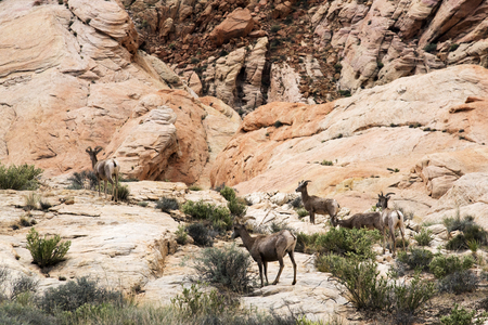 Desert Big Horn Sheep at scenic Valley of Fire State Park near Las Vegas, Nevadaの写真素材