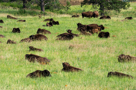 Bison herd at Custer State Park in the Black Hills of South Dakotaのeditorial素材