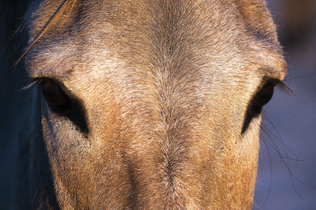 Closeup of a wild burro face and eyesの写真素材