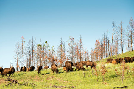 Bison herd at Custer State Park in the Black Hills of South Dakota