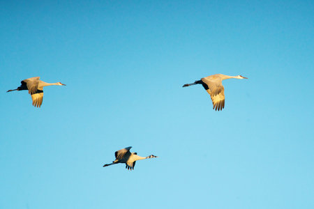 A group of Sandhill Cranes at Bosque Del Apache National Wildlife Refuge