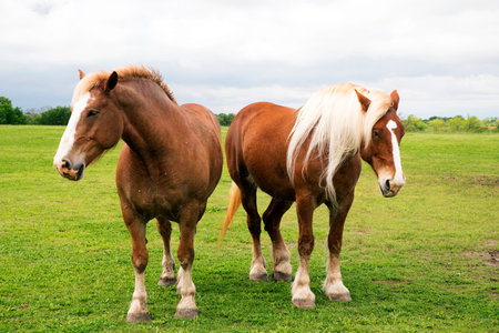 Belgian draft horses near Ennis, Texas