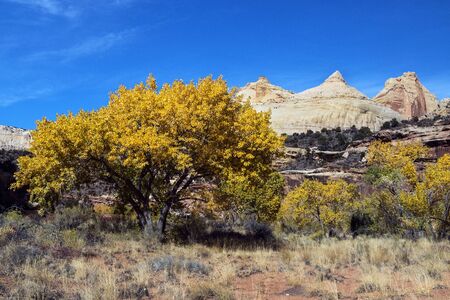 Autumn in Capitol Reef National Park near Torrey, Utahの写真素材
