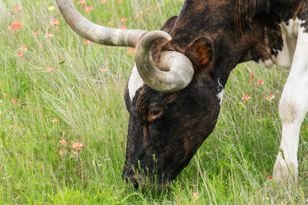 Texas Longhorn at Wichita Mountains National Wildlife Refuge near Lawton, Oklahomaの写真素材