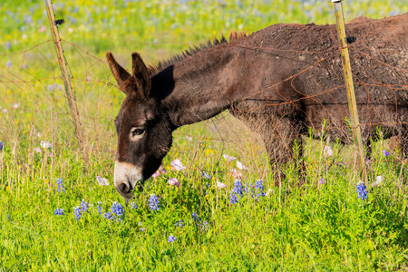 Burro Grazing in a Bluebonnet Filled Meadow in Texas