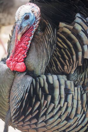 Wild Rio Grande Turkey displaying at The Wichita Mountains National Wildlife Refuge.の写真素材