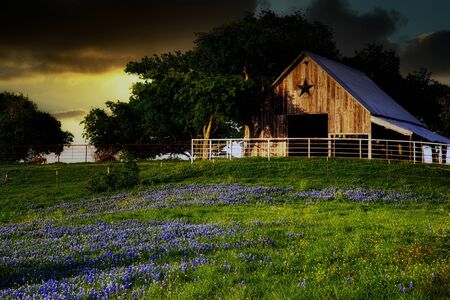 A texas barn in a meadow of bluebonnetsの写真素材