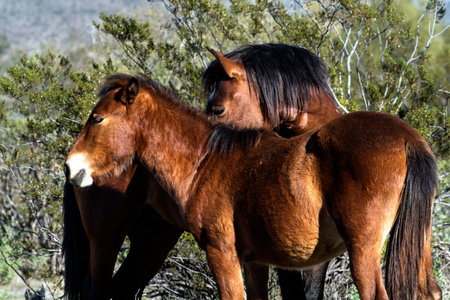 Salt River Wild Horses in Tonto National Forest near Phoenix, Arizona.の写真素材