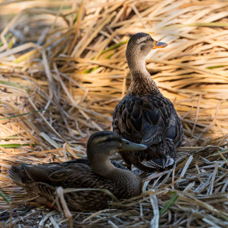 A pair of mallard hens resting on shore.の写真素材